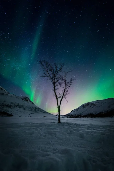 Northern lights in scandinavia — Stock Photo, Image