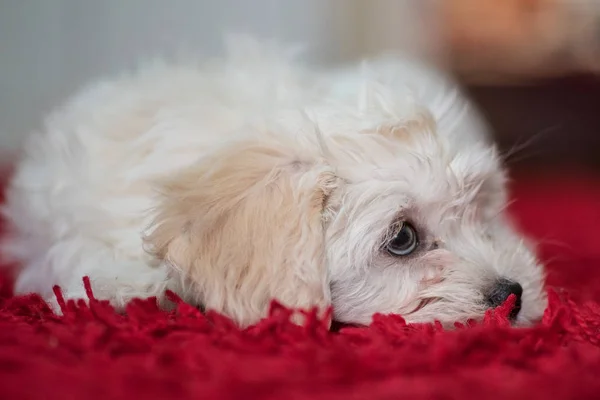 Young maltese dog — Stock Photo, Image