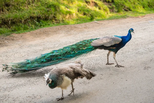 To påfugler i hagen. – stockfoto