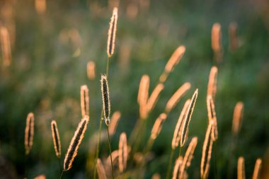 Çayır sunrise sonra