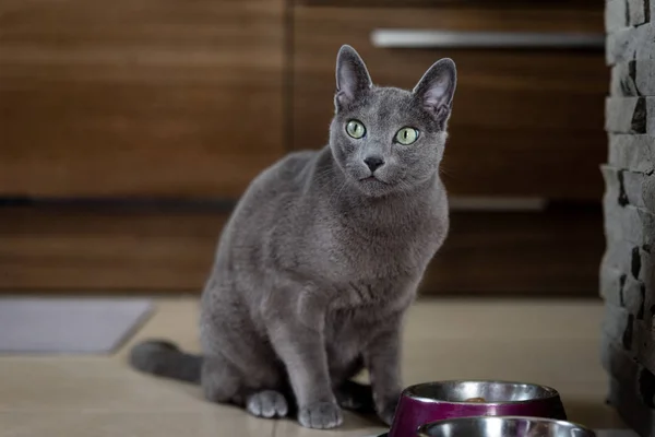 Rusian mavi kedi