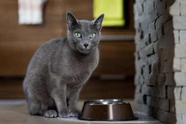 Rusian mavi kedi