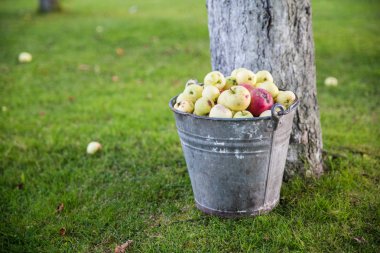 kova içinde elmalar