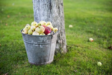 kova içinde elmalar