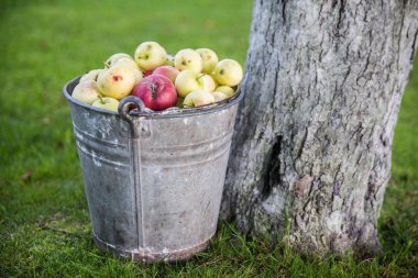 kova içinde elmalar