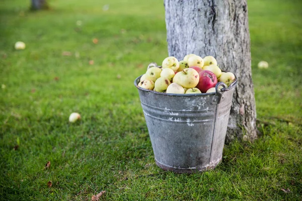 存储桶中的苹果 — 图库照片