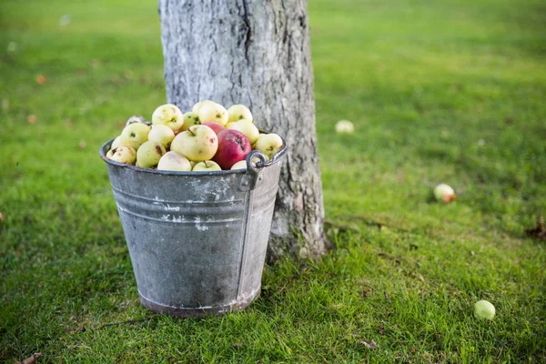 kova içinde elmalar