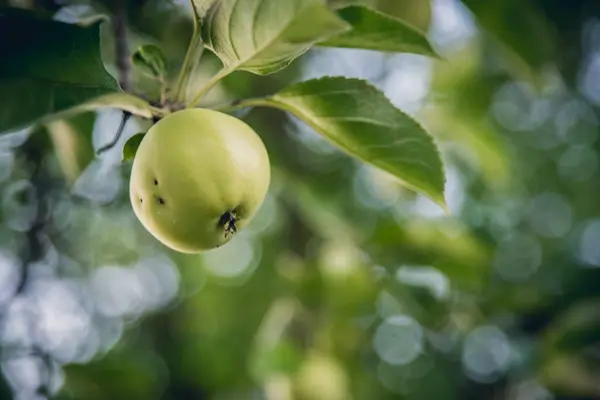 Grüner Apfel auf Bund — Stockfoto