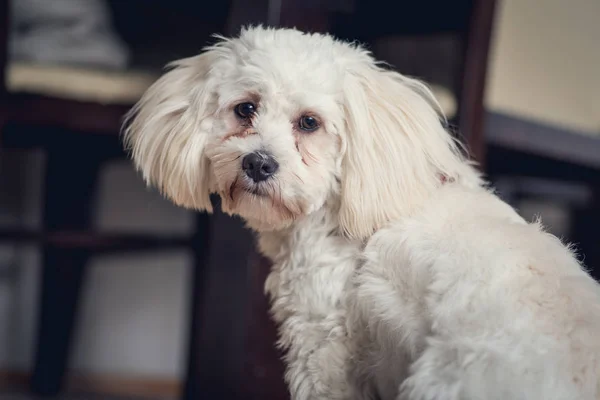 Genç Beyaz Malta köpek vasıl ev