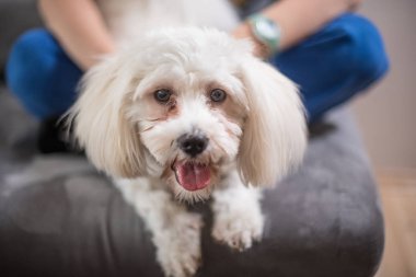 Malta köpek vasıl ev