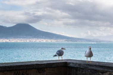 Avrupa 'da Napoli, İtalya' da, Castel dell 'Ovo' da duvardaki martı kuşu.