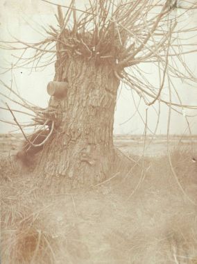 ağır kalibreli ağaç vücutta sıkışmış kabuk