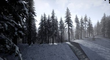 Hafif pus Ladin ormanda görünümünü