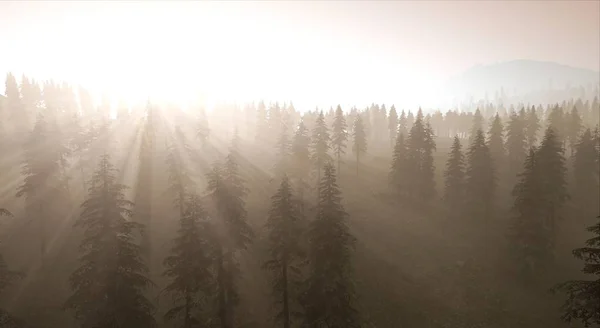 Smrkového Lesa Lehké Mlhy Svítání — Stock fotografie