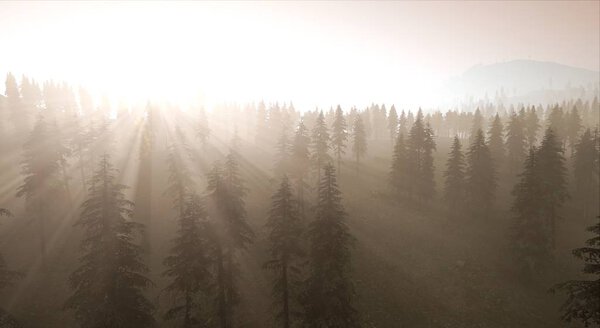 Spruce forest in light fog at dawn 