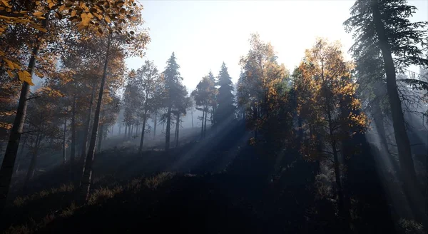 Forêt Épinettes Dans Brouillard Léger Aube — Photo