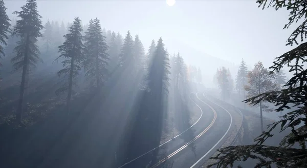 Ялиновий Ліс Легкому Тумані Світанку — стокове фото