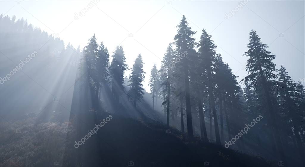 Spruce forest in light fog at dawn 