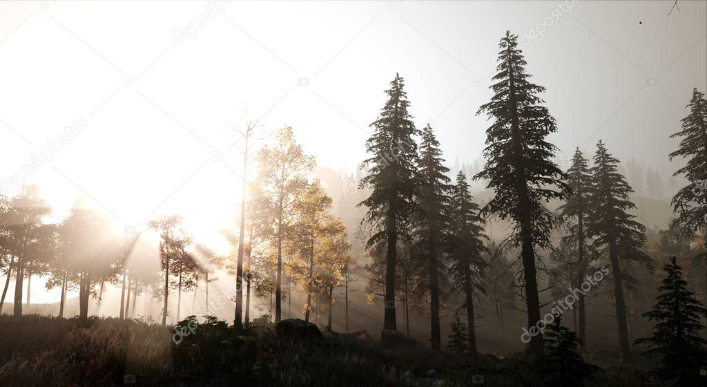 Spruce forest in light fog at dawn 