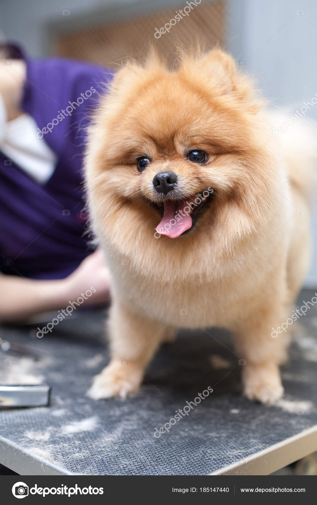 pomeranian spitz haircut
