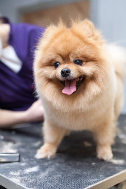 Damat köpek saç kesimi