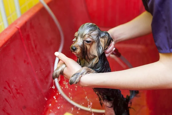 Cão toma um banho — Fotografia de Stock