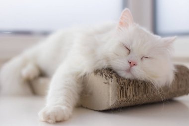En sevdiği üzerinde cam kenarında nokta kestiriyor kedi dışarı soğutulmuş
