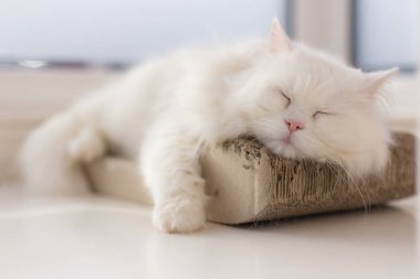 En sevdiği üzerinde cam kenarında nokta kestiriyor kedi dışarı soğutulmuş