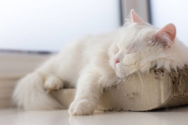 En sevdiği üzerinde cam kenarında nokta kestiriyor kedi dışarı soğutulmuş