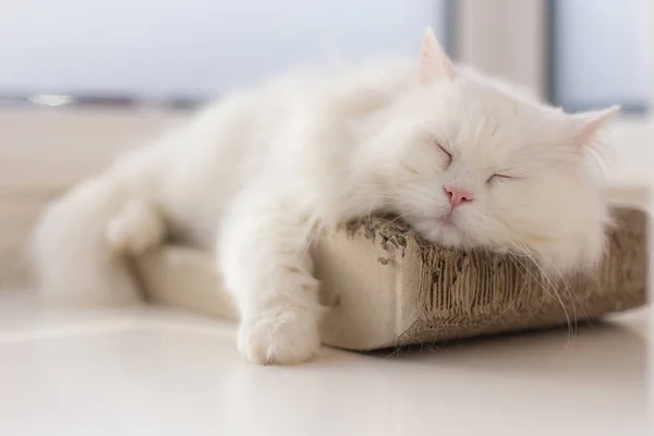 Chilled out cat taking a nap on his favourite spot by the window