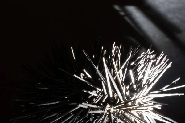 Enlightened Black Sea Urchin in Black Matte Background