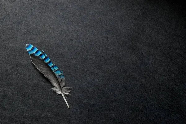 Blaue Eichelhäher-Feder auf schwarzem matten Hintergrund mit freiem Platz — Stockfoto