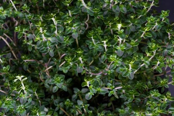 Čerstvý, pěstování citrusů tymián pozadí z výše — Stock fotografie