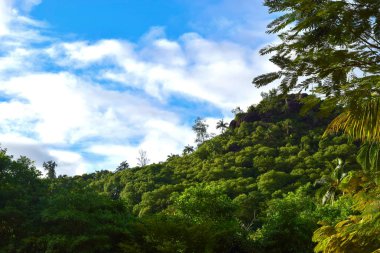 Yağmur ormanları ile çevrili Hill