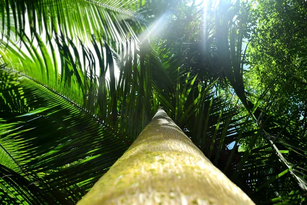 Palm uitzicht vanaf de grond — Stockfoto