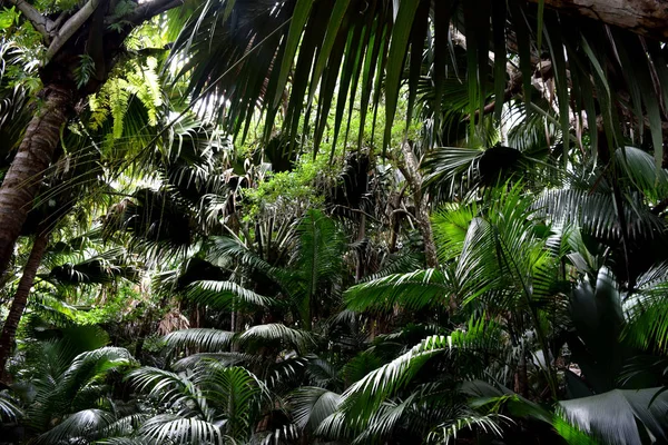 Donker regenwoud — Stockfoto