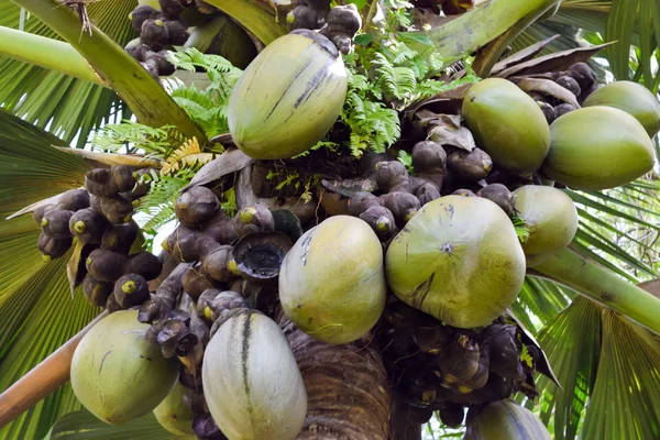 Coco Di Mer en la palma —  Fotos de Stock