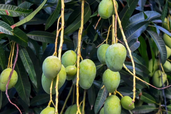 Frutas de manga penduradas — Fotografia de Stock