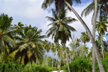 Palm alanı