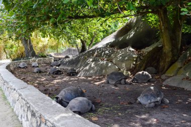 Parkta tortoises