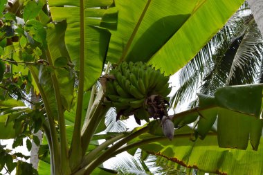 Banana Tree üzerinde muz büyüyen