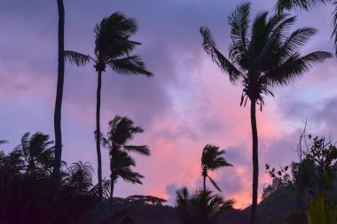 Seyşeller 'de günbatımı palmiye ağaçları ve peyzaj görünümü