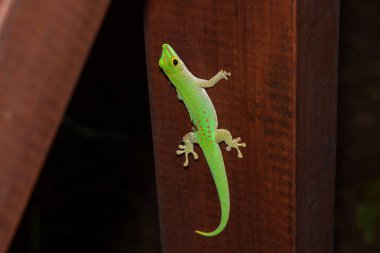 Yeşil Gecko Ledge üzerinde oturuyor