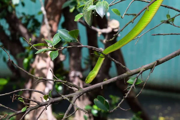 Grüne Mamba — Stockfoto