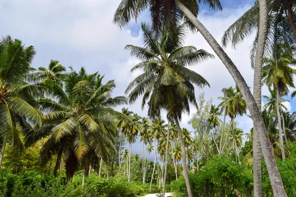 Palm veld — Stockfoto