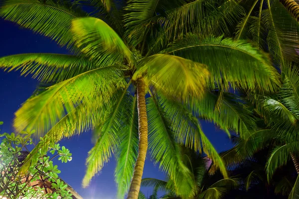 Palmen in lange blootstelling 's nachts — Stockfoto