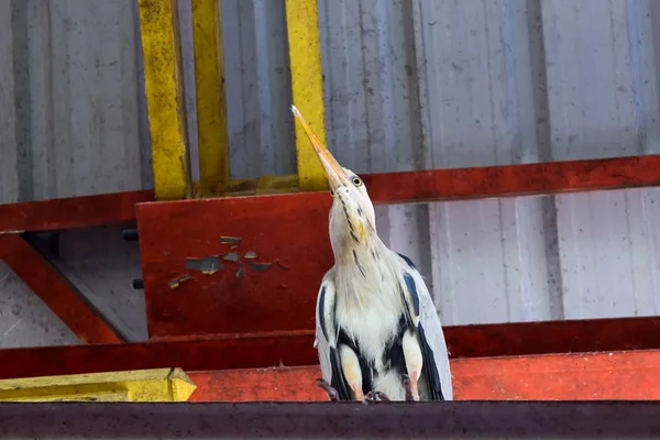 Heron sedí na střeše tržiště — Stock fotografie