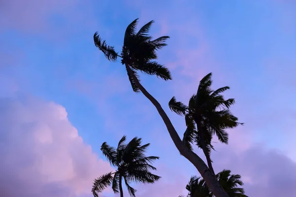 Palm bomen uitzicht vanaf de grond bij zonsondergang in Seychellen — Stockfoto