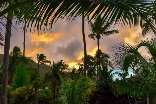Palmy widok na zachód słońca po deszczu — Zdjęcie stockowe