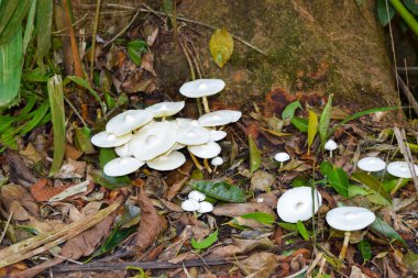 Yağmur ormanlarında büyüyen beyaz mantar